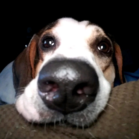 Meet your Posher, Nancy - Picture 1 of 1